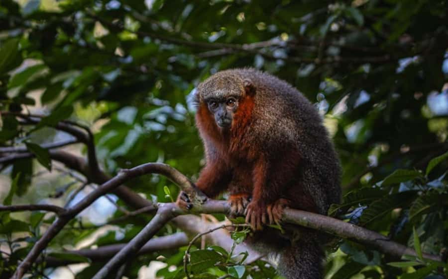 From Iquitos: Full day tour in the Peruvian jungle - Timing, comfort, and what to bring