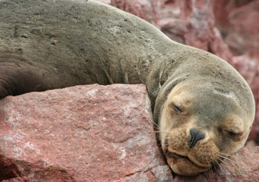 From Lima 2 days 1 night, Ballestas,Huacachina & Nazca lines - How the guiding and organization measure up