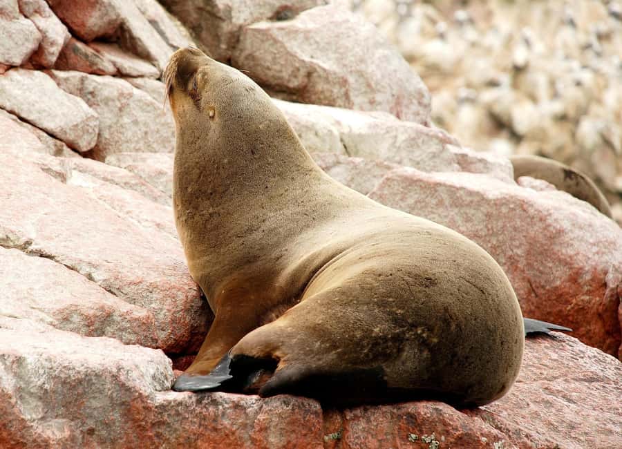 From Lima: Ballestas Islands and Huacachina Sunset Day Trip - Why this Lima day trip packs in so much