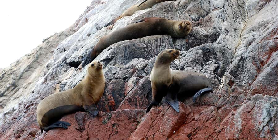 From Lima: Ballestas Islands and Huacachina Sunset Day Trip - Guides, transport, and how the day feels