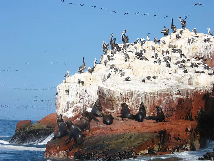 From Lima: Ballestas Islands, Huacachina, and Vineyard Tour - Huacachina, dunes, and sandboarding