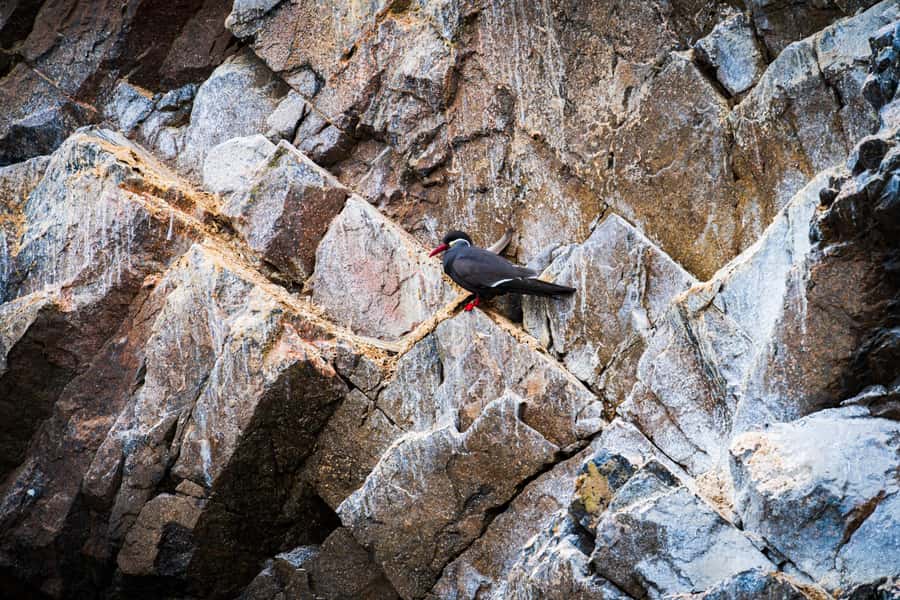 From Lima: Ballestas Islands, Huacachina, and Vineyard Tour - Guides and the small-group advantage