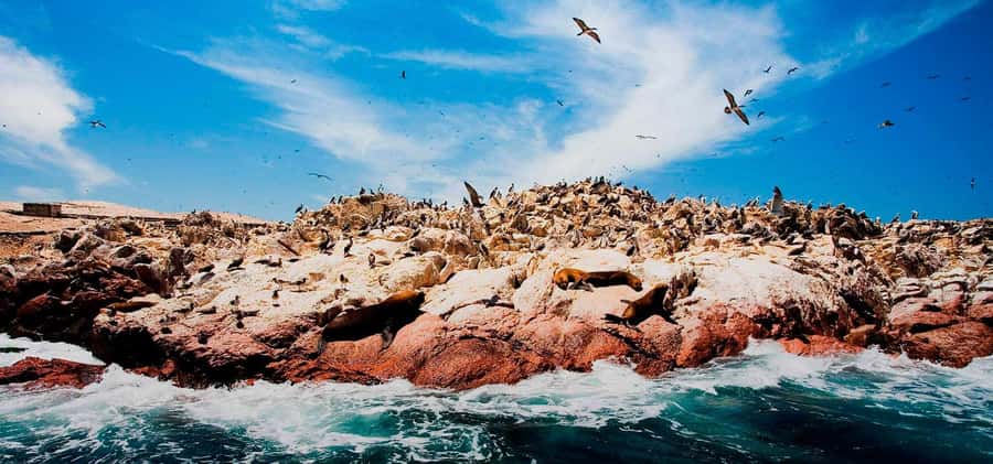 From Lima: Ballestas Islands, Huacachina and Wine Route Trip - Lunch, Ica wine, and pisco tasting