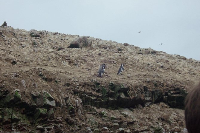 From Lima: Ballestas, Nazca Lines & Huacachina Oasis - Who should book this tour?