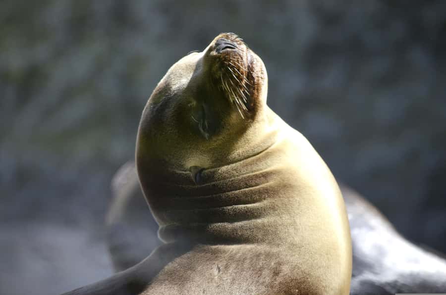 From Lima: Full Day to Paracas and Huacachina Desert Oasis - Key points to know before booking