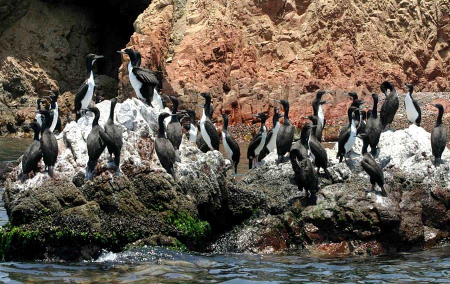 From Lima: Paracas and Huacachina Day Trip with Buggy Ride - Who should book this day trip