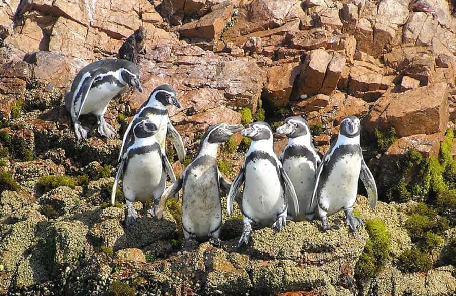 From Lima:Paracas Ballestas Islands and Ica Oasis 1 day Tour - Key points to know before booking