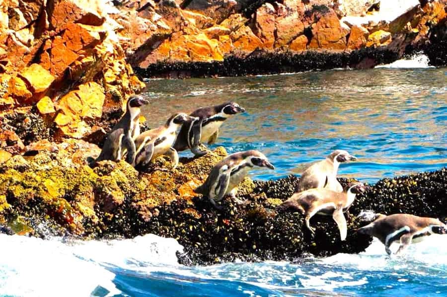 From Lima:Paracas Ballestas Islands and Ica Oasis 1 day Tour - Should you book the Ballestas and Huacachina tour?