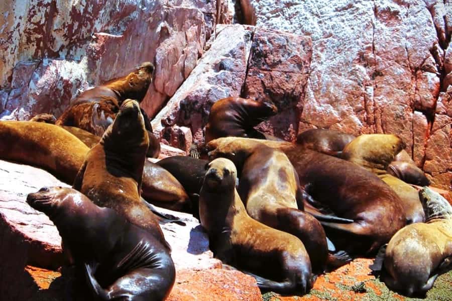 From Lima:Paracas Ballestas Islands and Ica Oasis 1 day Tour - From Lima before sunrise to Peru’s Pacific wildlife