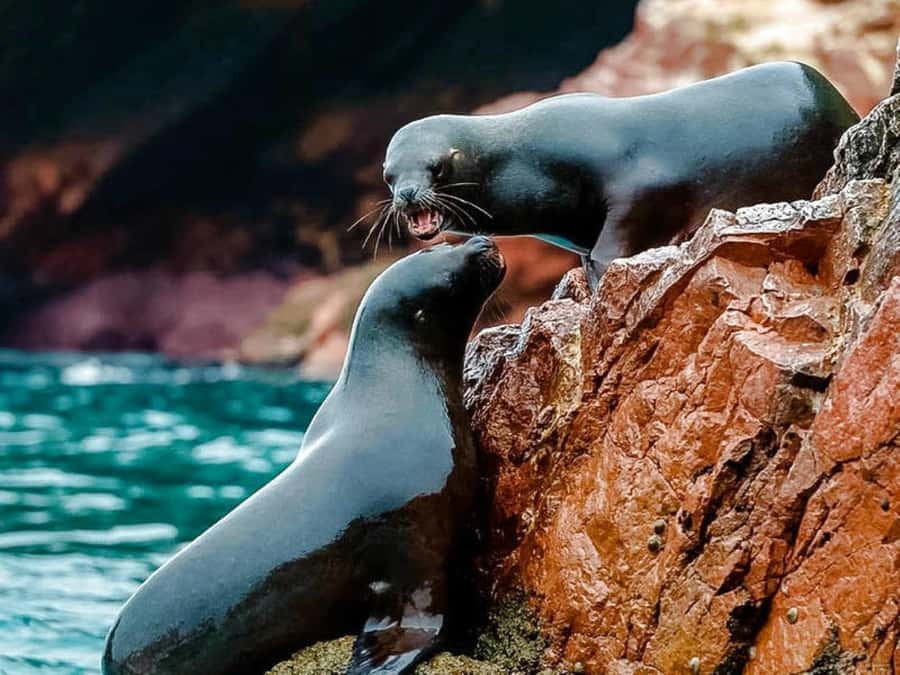 From Lima:Paracas Ballestas Islands and Ica Oasis 1 day Tour - Who should book this full-day route