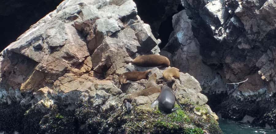 From Paracas: Ballestas Island Cruise & Paracas Reserve Tour - The onward ride to Huacachina or Ica