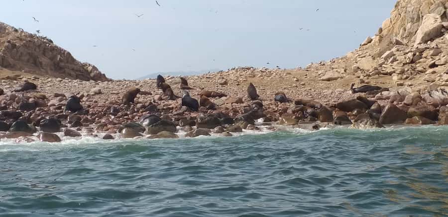 From Paracas: Ballestas Island Cruise & Paracas Reserve Tour - Starting at Las Adventure Tours in Paracas