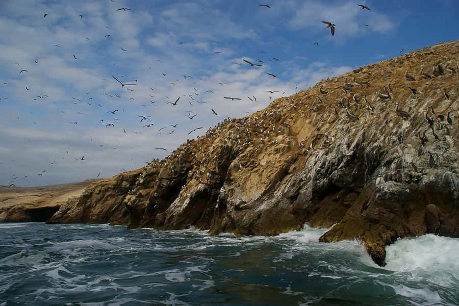 From Paracas: Ballestas Islands & Paracas National Reserve - Key points to know before you book