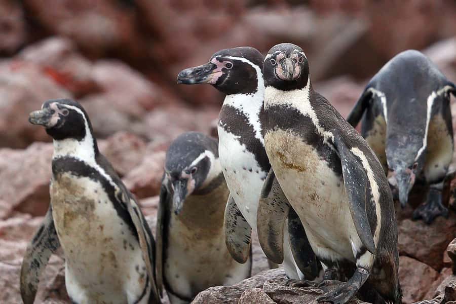 From Paracas: Ballestas Islands & Paracas National Reserve - Returning to the harbor and changing pace