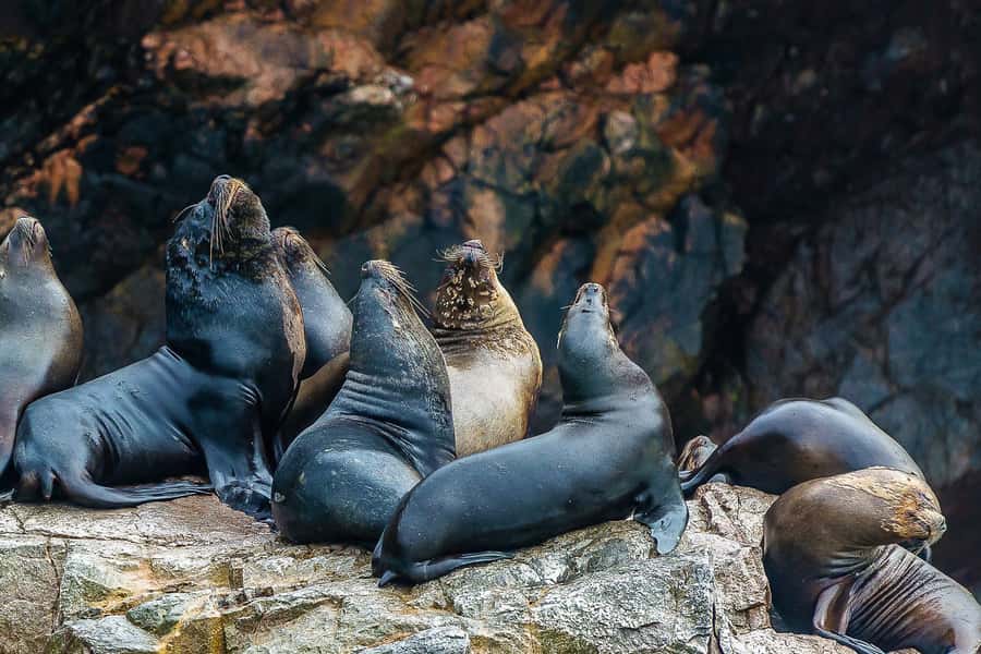 From Paracas: Ballestas Islands & Paracas National Reserve - The Cathedral and the reserve viewpoints