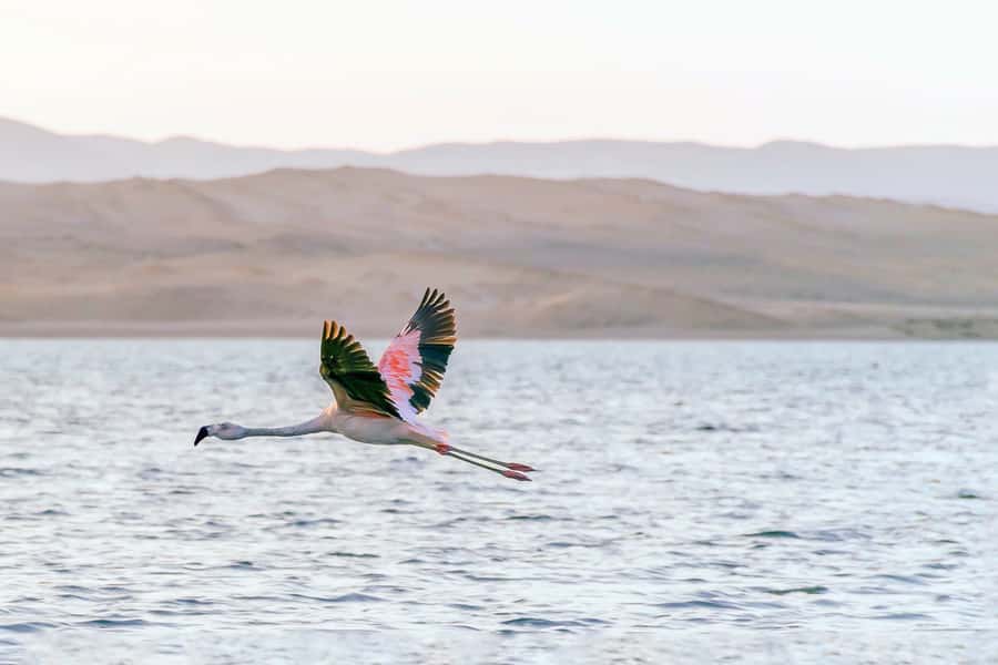 From Paracas: Ballestas Islands & Paracas National Reserve - Playa Roja and Lagunillas Beach