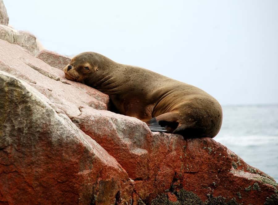 From Paracas: Ballestas Islands tour all Inclusive - From your hotel to Marina Turística