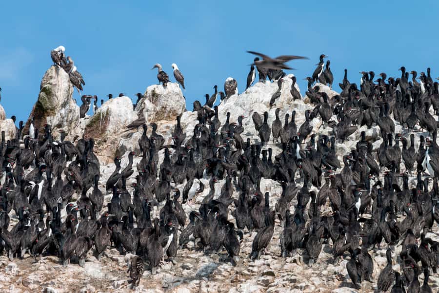 From Paracas: Ballestas Islands tour all Inclusive - One hour among penguins, sea lions, and seabirds