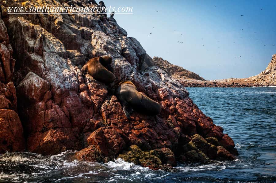 From Paracas: Ballestas Islands tour all Inclusive - Guides, language, and the value of clear explanations