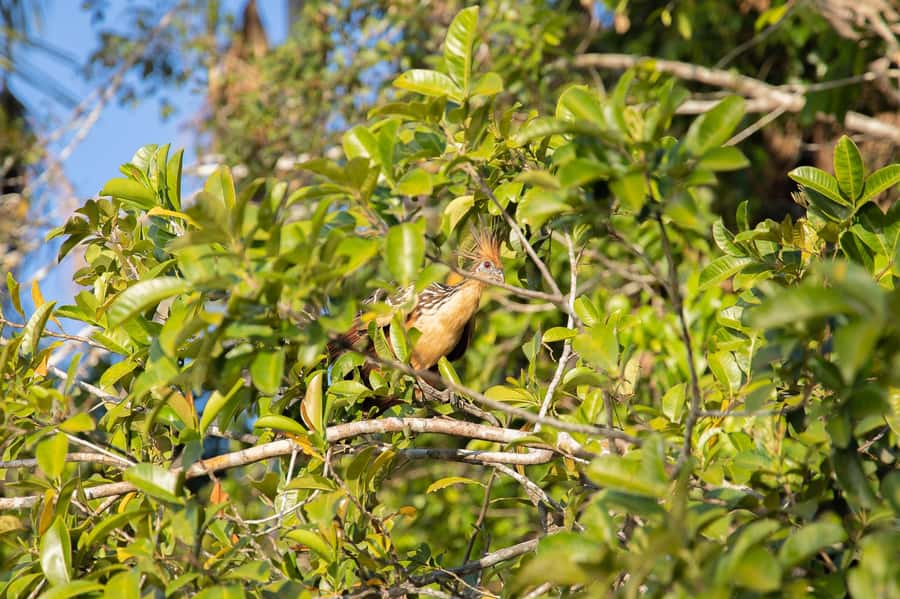From Puerto Maldonado: 4-Day Excursion /wildlifesearch - Should you book Green House Tambopata?