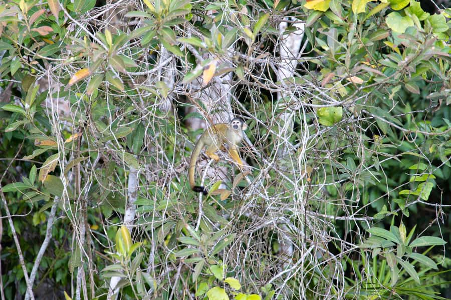 From Puerto Maldonado: 4-Day Excursion /wildlifesearch - What to pack and how to prepare