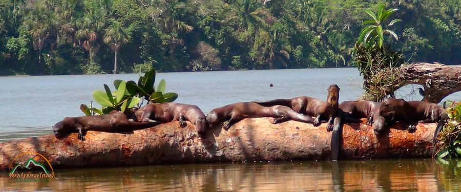 From Puerto Maldonado | Jungle hike + Sandoval Lake | - A full day from Puerto Maldonado to Sandoval Lake