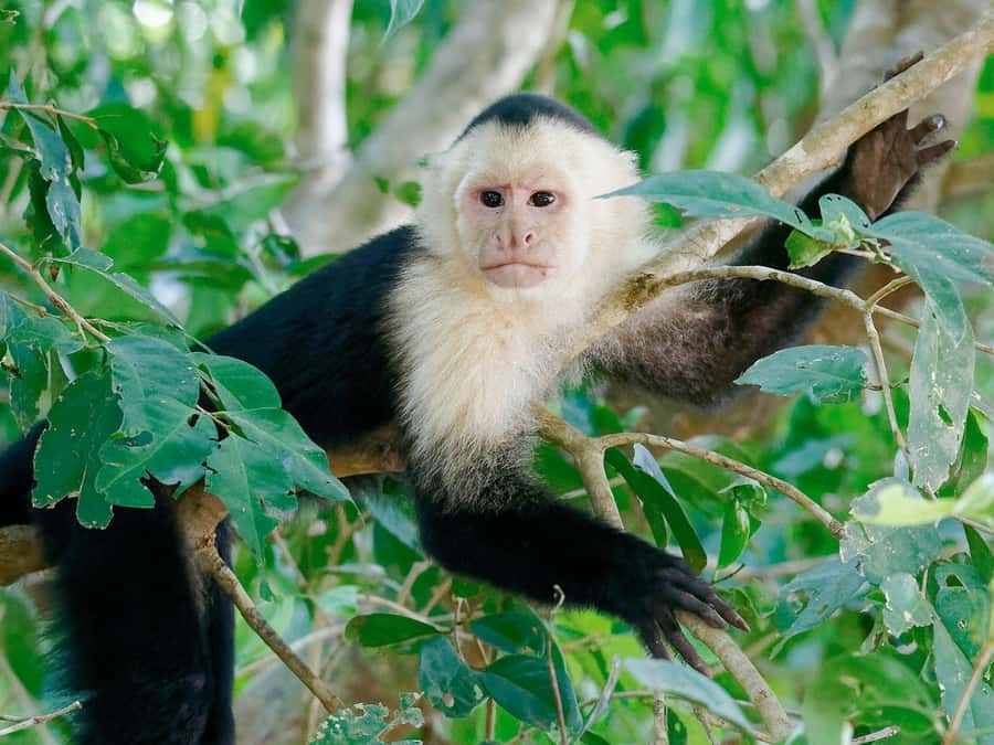 From Puerto Maldonado | Jungle hike + Sandoval Lake | - Three kilometers through the Amazon forest