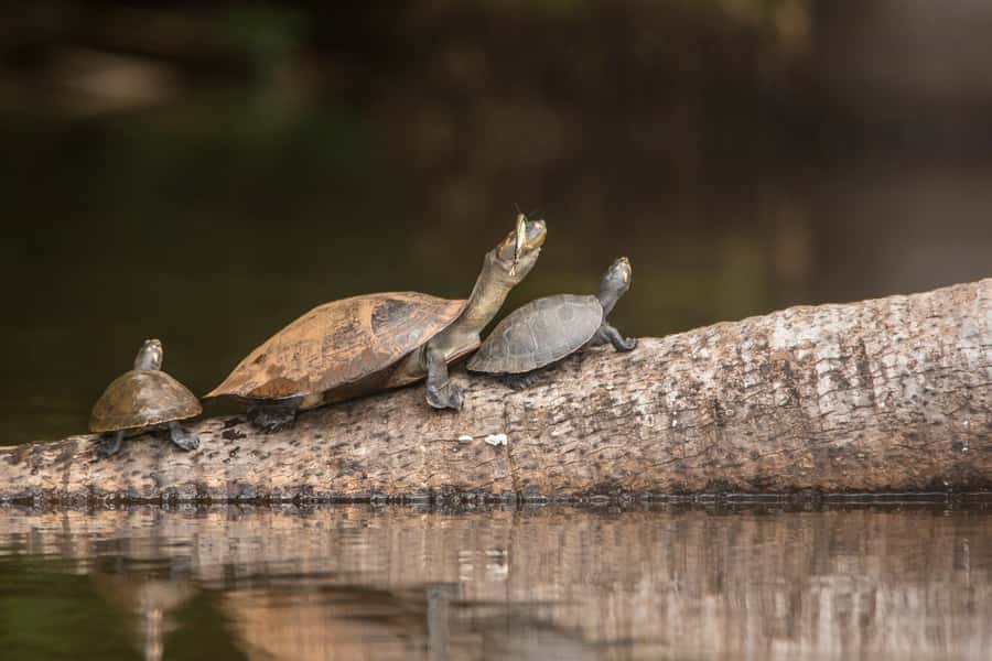 From Puerto Maldonado: Tambopata National Reserve 3-Day Tour - Day 2: Sandoval Lake and the best wildlife search