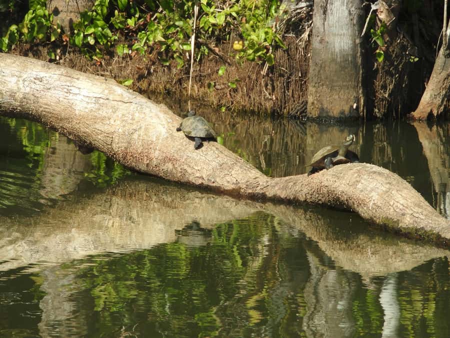 From Puerto Maldonado: Tambopata National Reserve 3-Day Tour - What the $279 price really covers