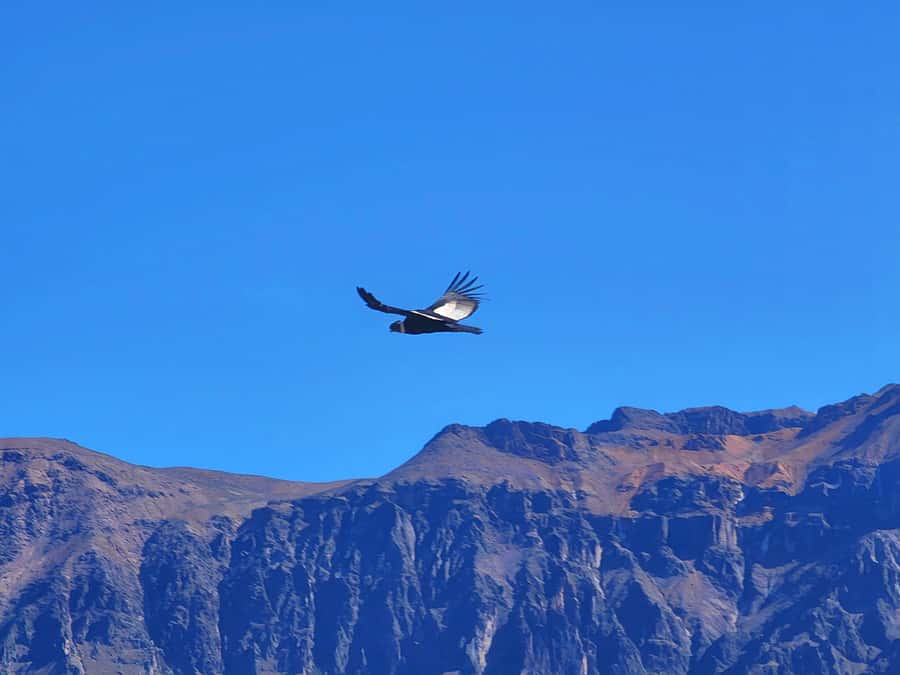 From Puno: 2-Day Tour to Colca Canyon ending in Arequipa - Why the Puno to Arequipa route works well