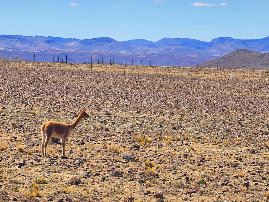 From Puno: 2-Day Tour to Colca Canyon ending in Arequipa - Maca and Antahuilque set up the canyon morning