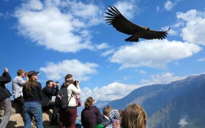 From Puno to Arequipa: 2 Days/1 Night Colca Canyon Tour