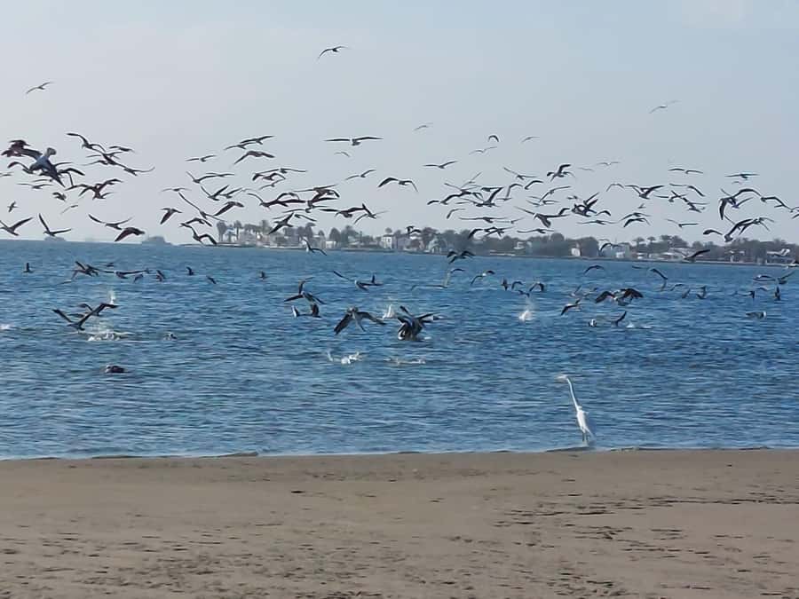 From San Martin Port: Ballestas Island & Paracas Reserve - What to bring and who should book