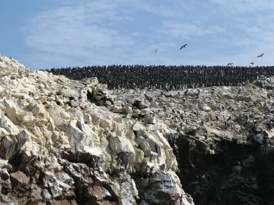 From San Martin Port: Ballestas Islands Tour in Paracas - Two hours among the Ballestas Islands