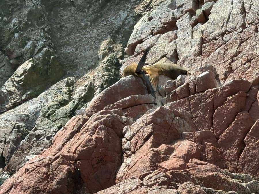 From San Martin Port: Ballestas Islands Tour in Paracas - What to pack for the boat