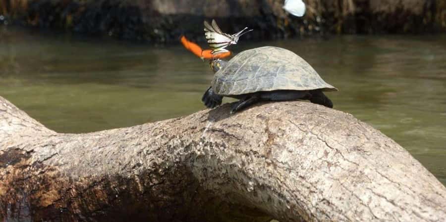 From Tambopata: Amazon Jungle Hike and Lake Sandoval 1-Day - Wildlife to watch for along the route