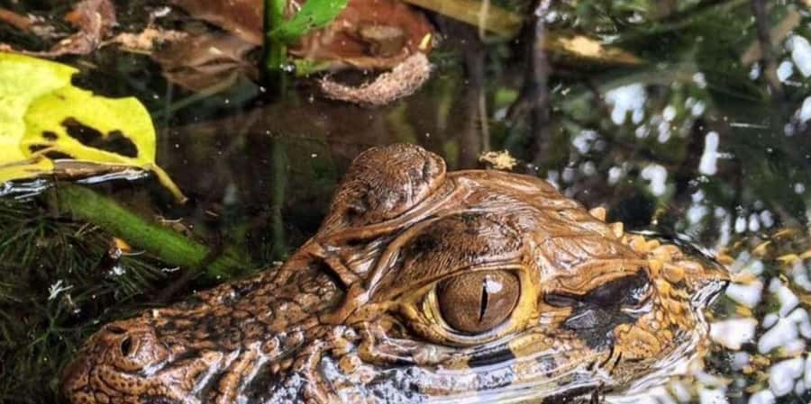 From Tambopata: Amazon Jungle Hike and Lake Sandoval 1-Day - What the $60 price really covers
