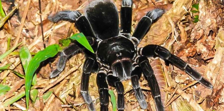 From Tambopata: Amazon Jungle Hike and Lake Sandoval 1-Day - Who should book this Lake Sandoval day trip