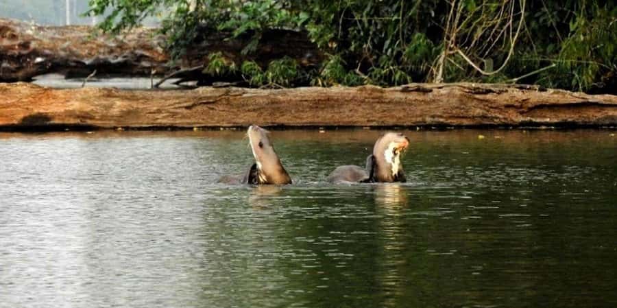 From Tambopata: Amazon Jungle Hike and Lake Sandoval 1-Day - Should you book it?