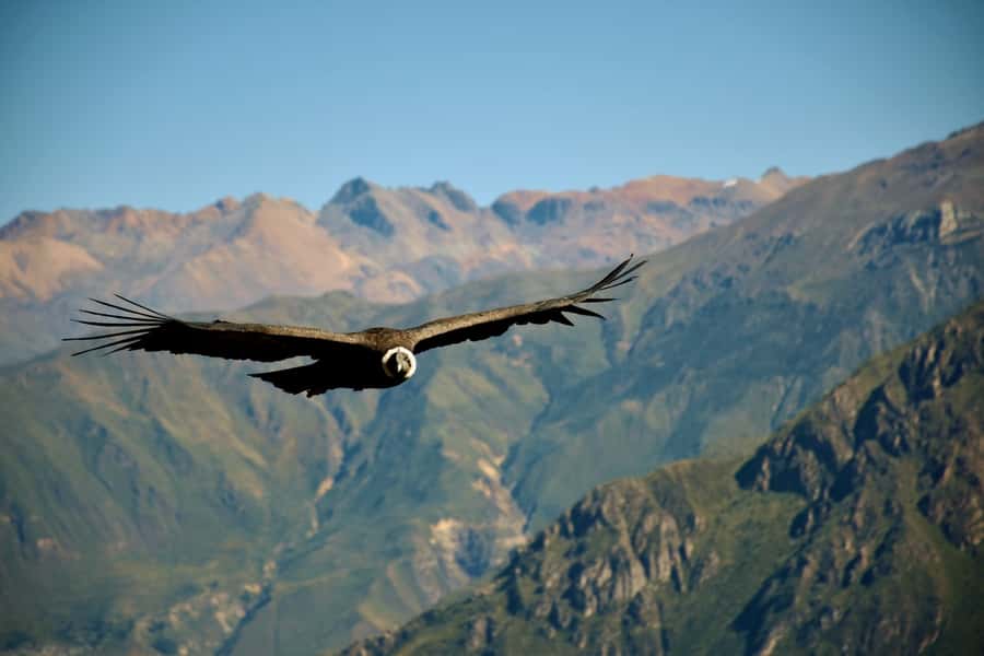 Full-Day Colca Canyon Tour from Arequipa - Why the condor stop is worth the early alarm