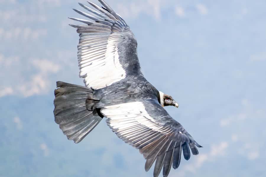 Full-Day Condor Viewpoint & Inca Sites Tour - Should You Book It?