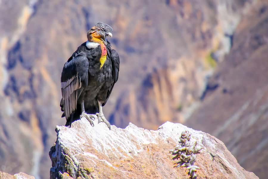 Full-Day Condor Viewpoint & Inca Sites Tour - Quillarumiyoc and Tarawasi Put the Incas First