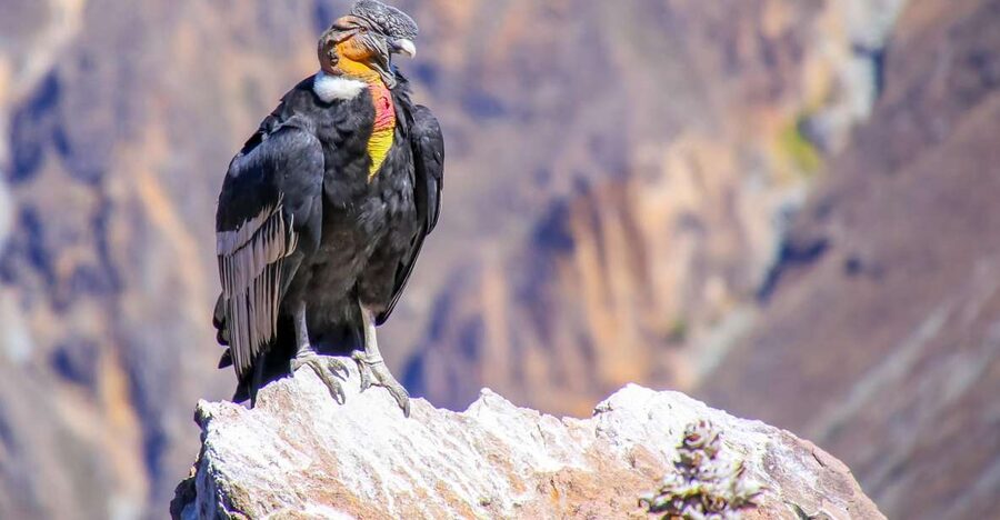 Full-Day Condor Viewpoint & Inca Sites Tour - Private Transport Makes a Long Day Easier