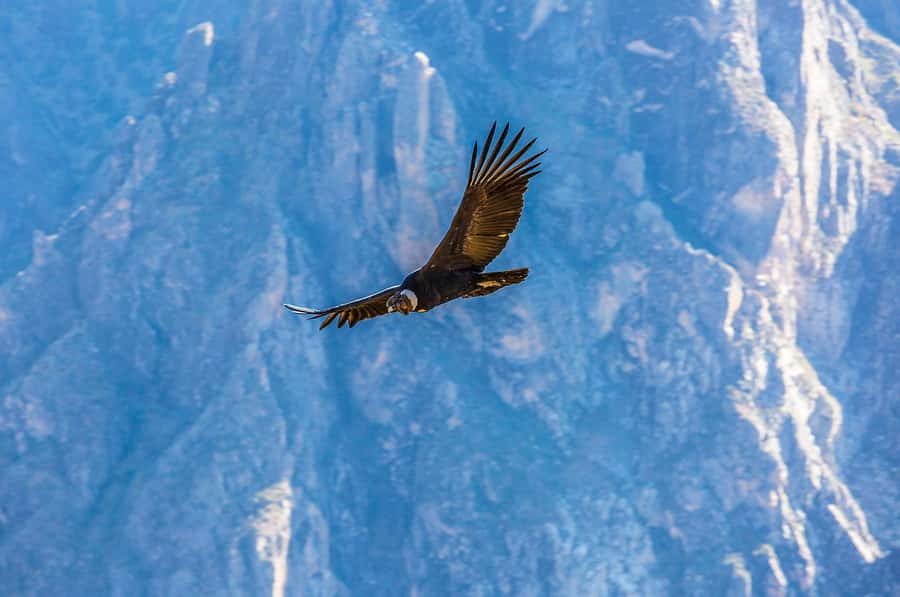 Full-Day Condor Viewpoint & Inca Sites Tour - Booking Flexibility and Small Practical Details