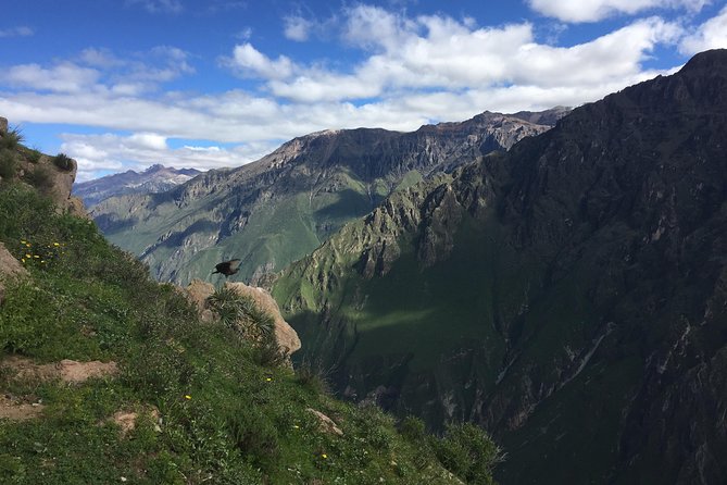 Full Day Tour / Colca Canyon - Why the condors make the 3:00 am start worthwhile