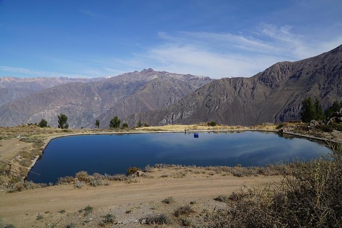 Full Day Tour / Colca Canyon - Pampa Cañahuas brings animals and volcanoes into the return trip