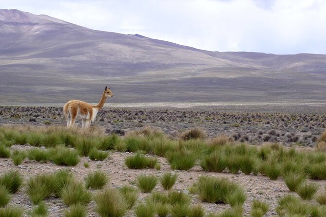 Full Day Tour to Colca Canyon from Arequipa - Patapampa and the high volcanic country