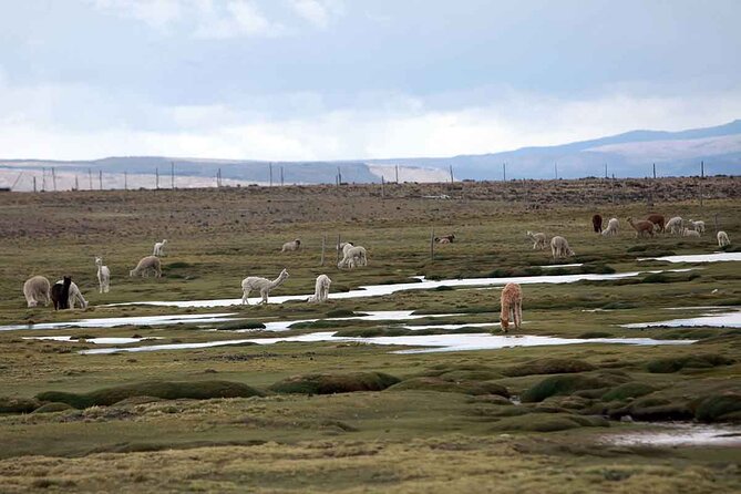 Full Day Tour to Colca Canyon from Arequipa - Antahuilque and the Collagua terraces