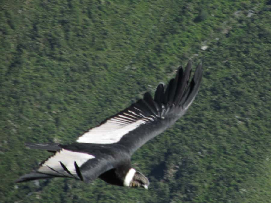 Full Day Trip to Colca Canyon from Arequipa ending in Puno - The long ride to Yanque and Chivay