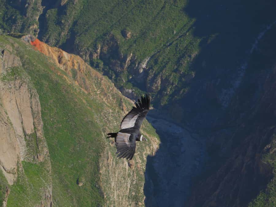 Full Day Trip to Colca Canyon from Arequipa ending in Puno - Patapampa at 4,800 meters